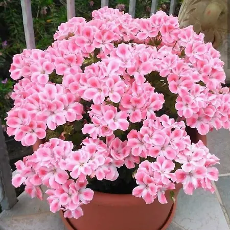 Antica Isola לינה וארוחת בוקר