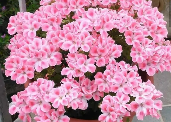 Antica Isola Bed & Breakfast